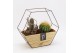 Arrangementen cactus CTCR-2526 Cactus Essentials 2 pp 