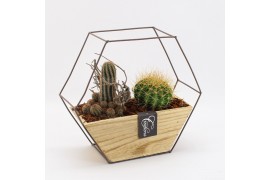 Arrangementen cactus CTCR-2526 Cactus Essentials 2 pp