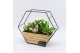 Arrangementen kamerplanten ESCR-2514W Essentials 3 pp 