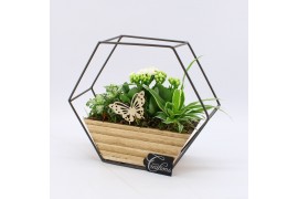 Arrangementen kamerplanten ESCR-2514W Essentials 3 pp