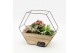 Arrangementen kamerplanten ESCR-2514RZ Essentials 3 pp 