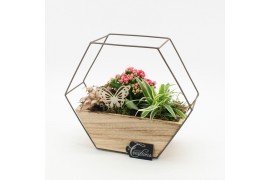 Arrangementen kamerplanten ESCR-2514RZ Essentials 3 pp