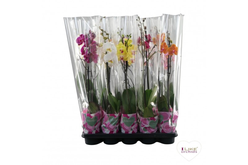 Phalaenopsis mix A2 - 2 tak - 55/60cm 