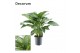 Aglaonema silver bay Decorum 