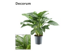 Aglaonema silver bay Decorum