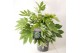 Fatsia japonica Fatsia japonica Spiders Web P26 