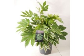 Fatsia japonica Fatsia japonica Spiders Web P26