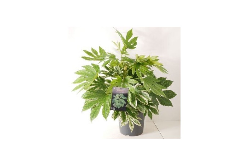 Fatsia japonica Fatsia japonica Spiders Web P26 Fatsia japonica Fatsia japonica Spiders Web P26