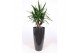 Yucca elephantipes Vertakt - Santorini pot Antraciet 