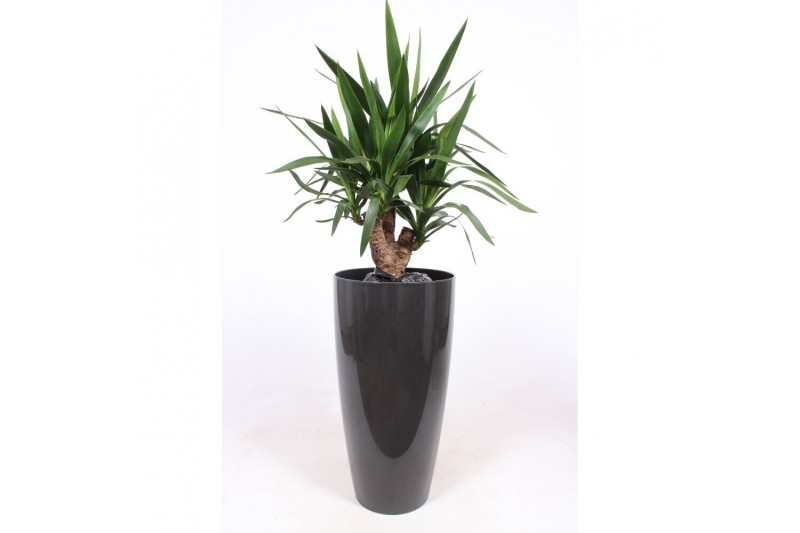 Yucca elephantipes Vertakt - Santorini pot Antraciet 