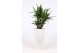 Yucca elephantipes Vertakt - Santorini pot Wit 