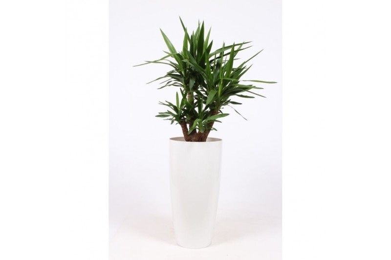 Yucca elephantipes Vertakt - Santorini pot Wit Yucca elephantipes Vertakt - Santorini pot Wit