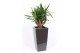 Yucca elephantipes Vertakt - Piza pot Antraciet 