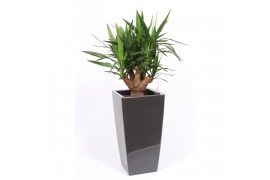 Yucca elephantipes Vertakt - Piza pot Antraciet