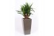 Yucca elephantipes Vertakt - Piza pot Taupe 