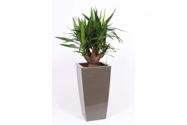 Yucca elephantipes Vertakt - Piza pot Taupe