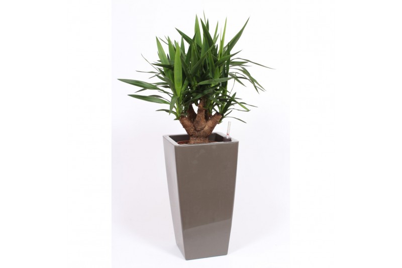 Yucca elephantipes Vertakt - Piza pot Taupe 