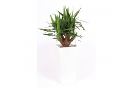 Yucca elephantipes Vertakt - Piza pot Wit