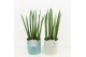 Sansevieria cylindrica in tess keramiek 