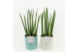 Sansevieria cylindrica in tess keramiek