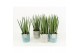 Sansevieria cylindrica in tess keramiek 