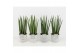 Sansevieria cylindrica in star pot 