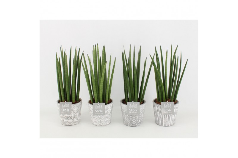 Sansevieria cylindrica in star pot 