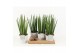 Sansevieria cylindrica in star pot 