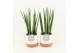 Sansevieria cylindrica in milou keramiek 