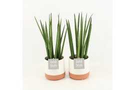 Sansevieria cylindrica in milou keramiek