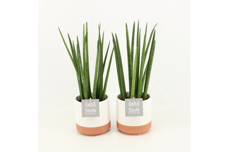 Sansevieria cylindrica in milou keramiek 