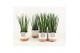 Sansevieria cylindrica in milou keramiek 