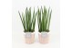 Sansevieria cylindrica in terracotta 