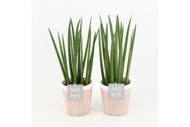 Sansevieria cylindrica in terracotta