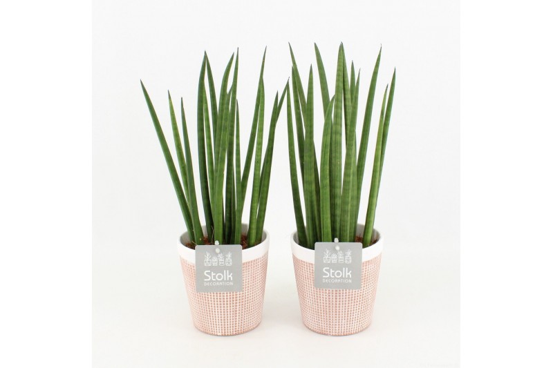 Sansevieria cylindrica in terracotta 