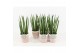 Sansevieria cylindrica in terracotta 