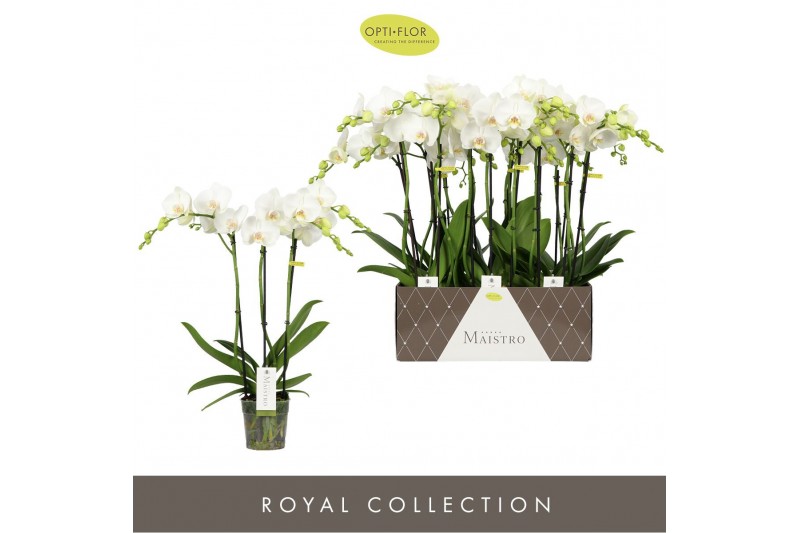 Phalaenopsis anthura madrid Midi Wit 3spike 50cm,3 tak/plnt,18 bl.,3 t 