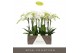 Phalaenopsis anthura madrid Midi Wit 3spike 50cm,3 tak/plnt,18 bl.,3 t 