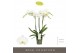 Phalaenopsis anthura madrid Midi Wit 3spike 50cm,3 tak/plnt,18 bl.,3 t 