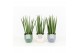 Sansevieria cylindrica in expression keramiek 