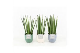 Sansevieria cylindrica in expression keramiek