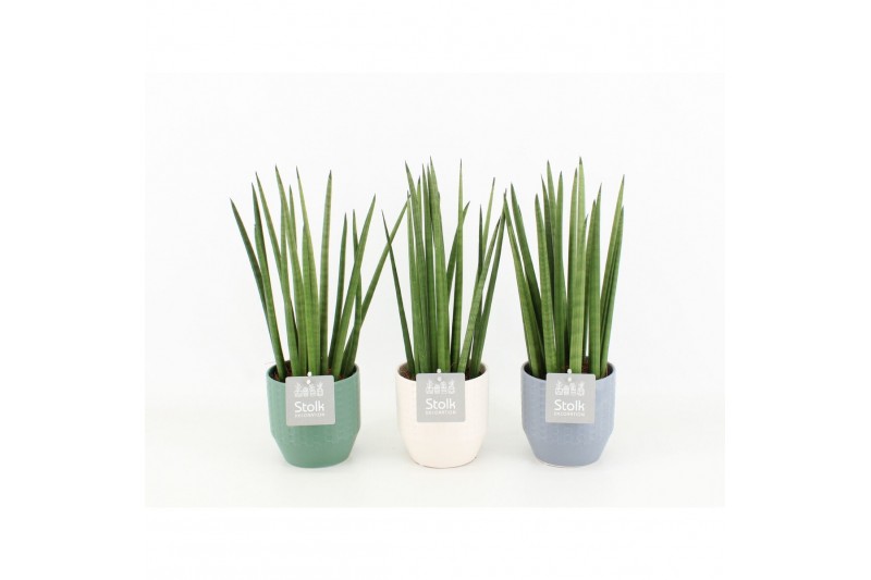 Sansevieria cylindrica in expression keramiek 