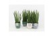 Sansevieria cylindrica in expression keramiek 