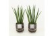 Sansevieria cylindrica in maya pot 