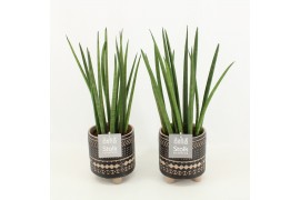 Sansevieria cylindrica in maya pot