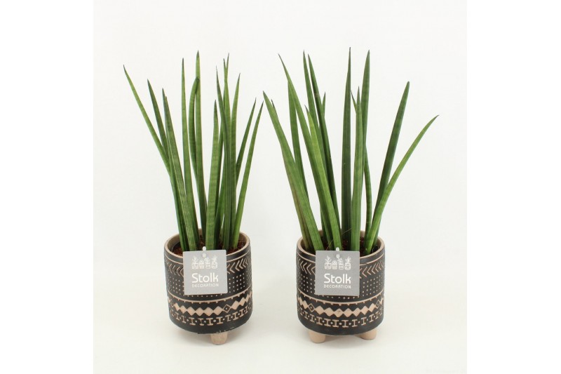 Sansevieria cylindrica in maya pot 