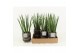 Sansevieria cylindrica in maya pot 