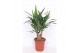 Yucca elephantipes Vertakt 