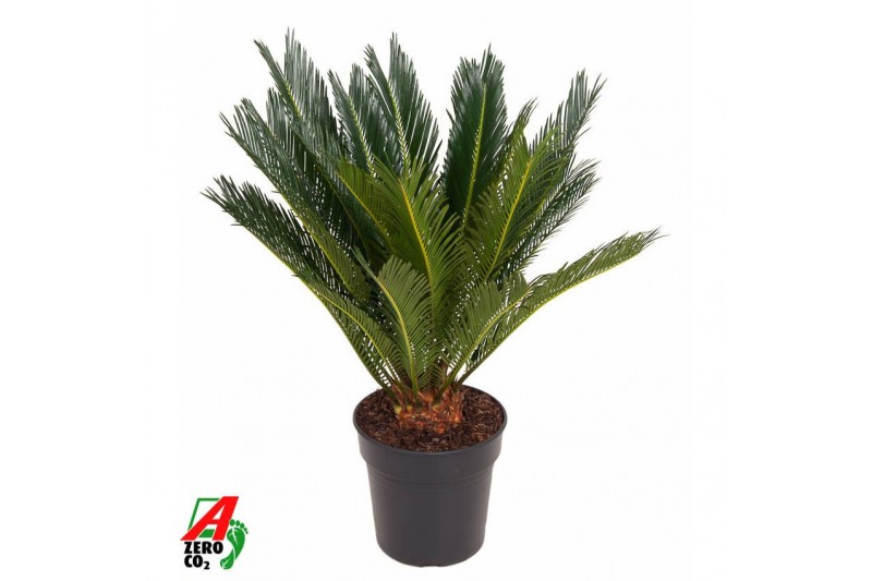 Cycas revoluta 