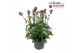 Astrantia major roma 